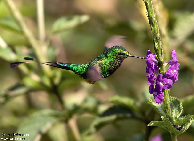 Rufous-booted Racket-tail