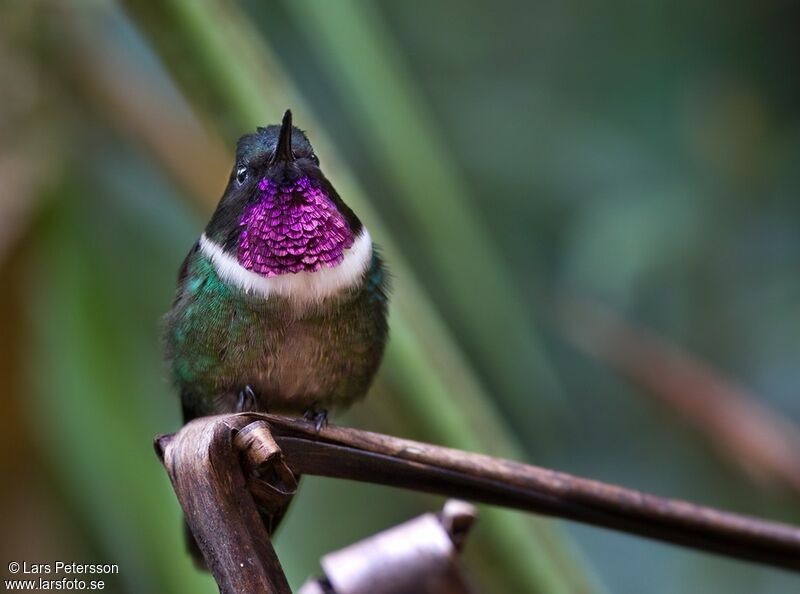 Amethyst-throated Sunangel