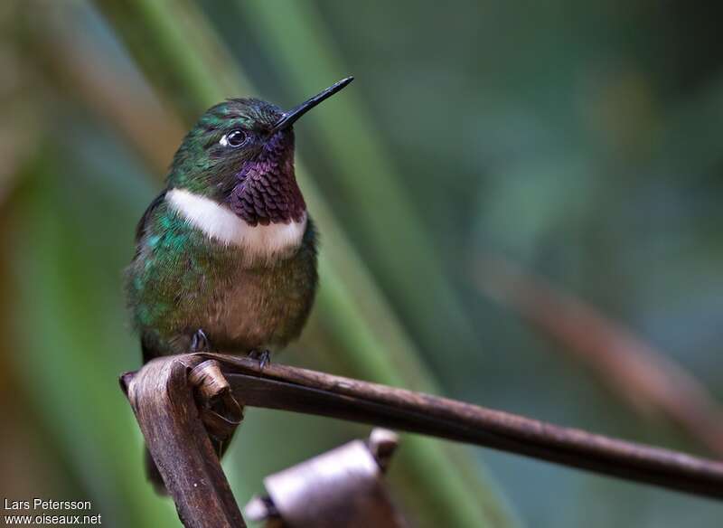 Amethyst-throated Sunangel male adult, identification