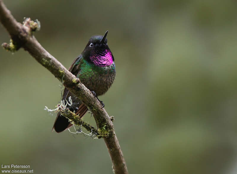 Longuemare's Sunangel male adult, identification