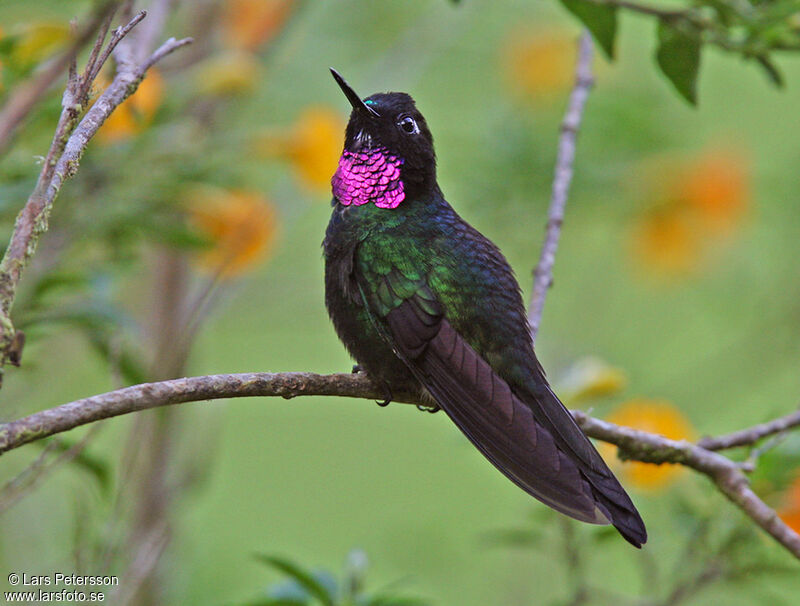 Tourmaline Sunangel