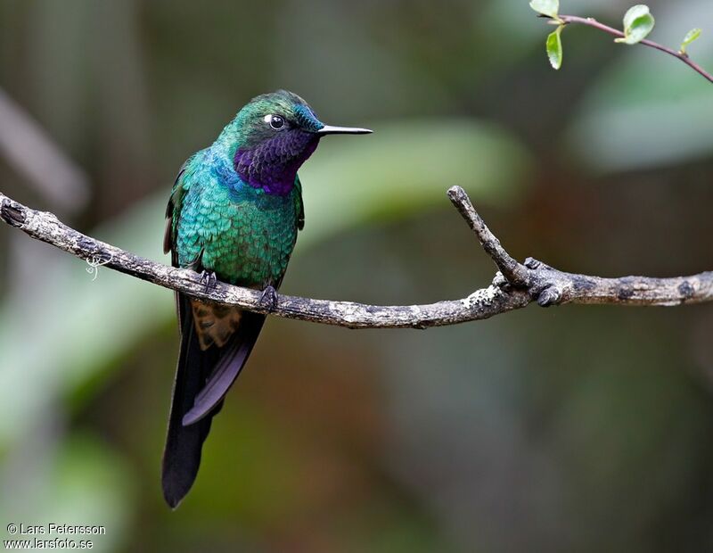 Purple-throated Sunangel