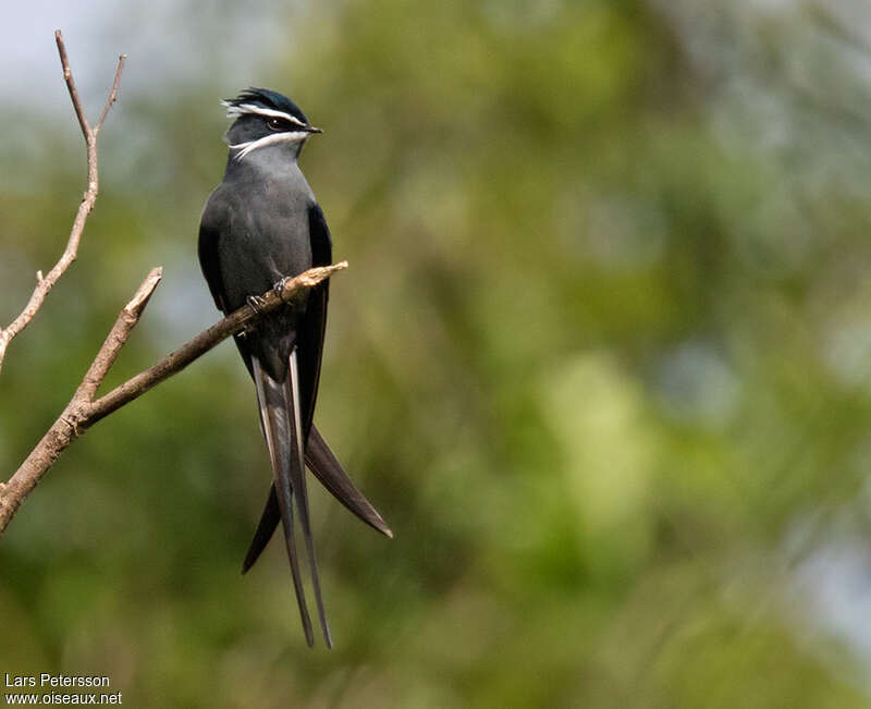 Moustached Treeswift female adult, identification