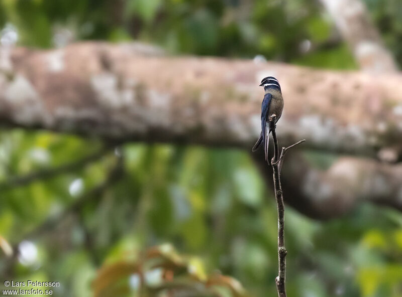 Whiskered Treeswift