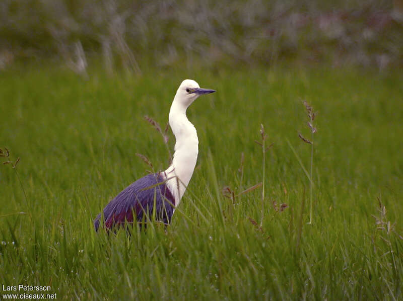 White-necked Heronadult, identification, Behaviour