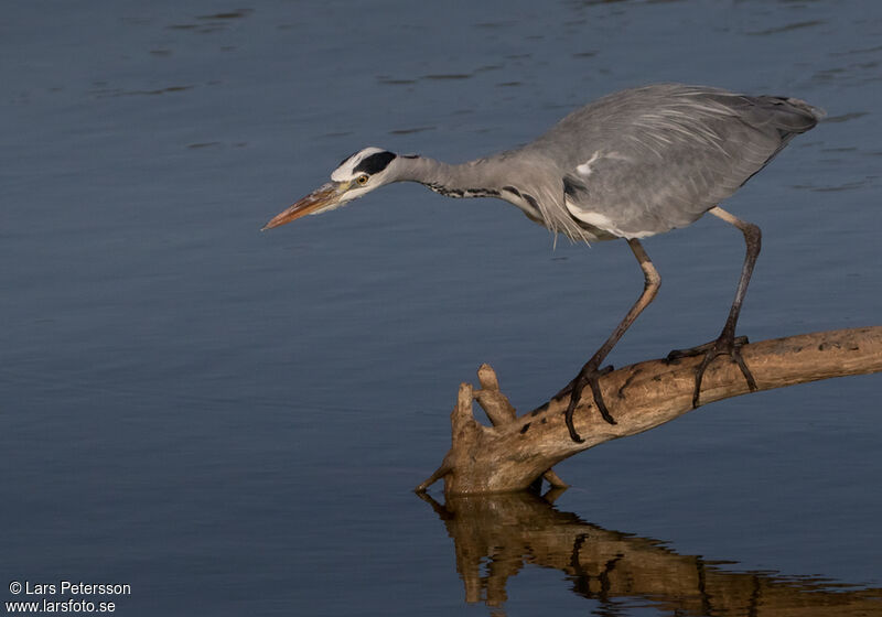 Grey Heron