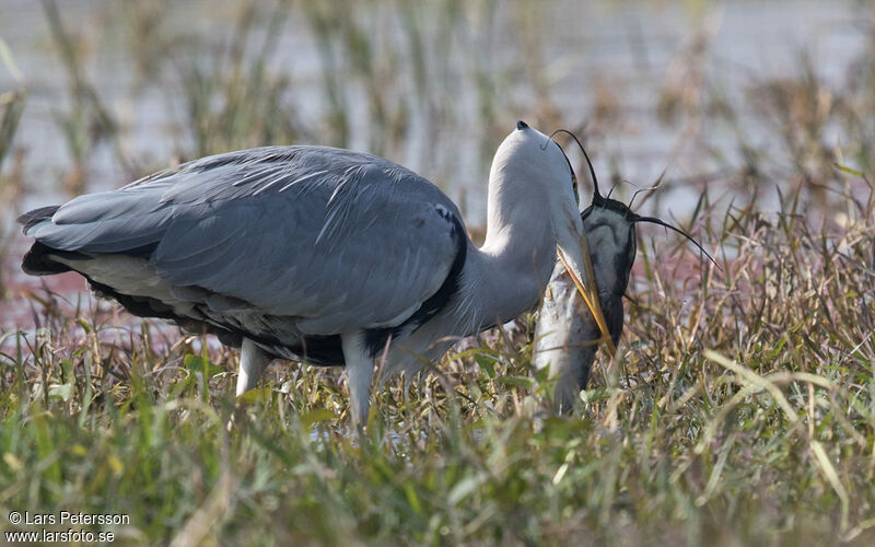 Grey Heron