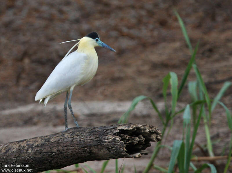 Capped Heronadult, identification