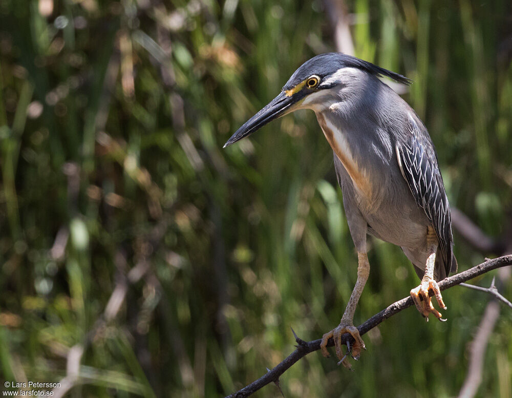 Héron des mangroves