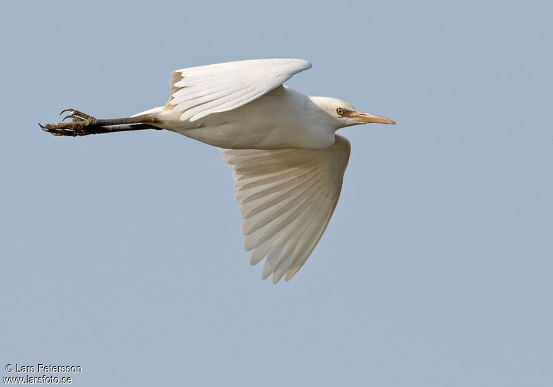 Western Cattle Egret