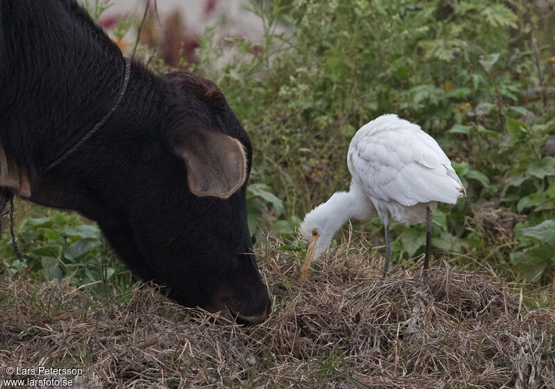 Western Cattle Egret