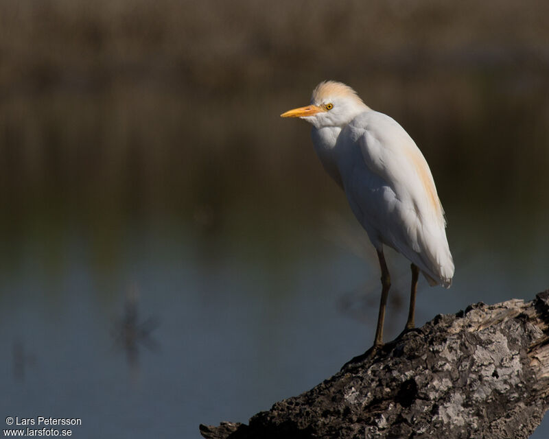 Western Cattle Egret