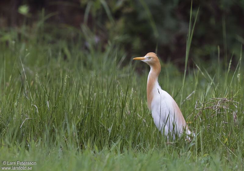 Western Cattle Egret