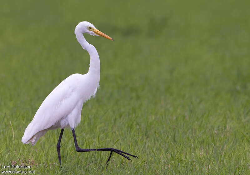 Medium Egretadult post breeding, identification