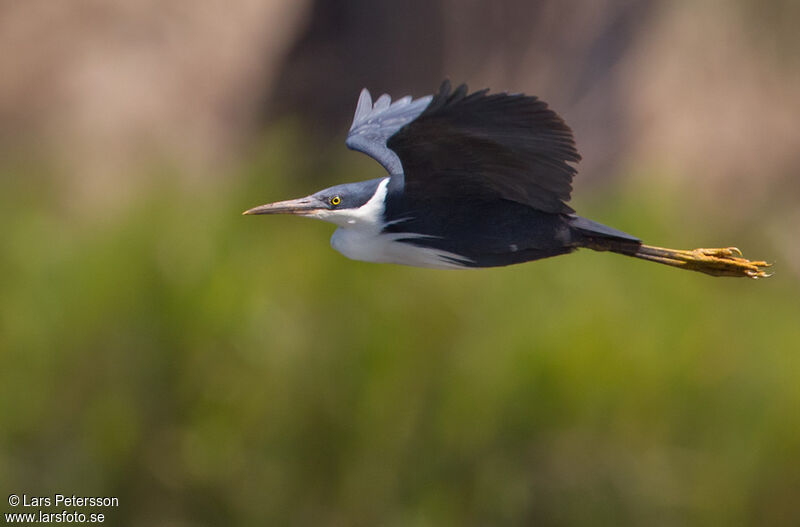 Pied Heron