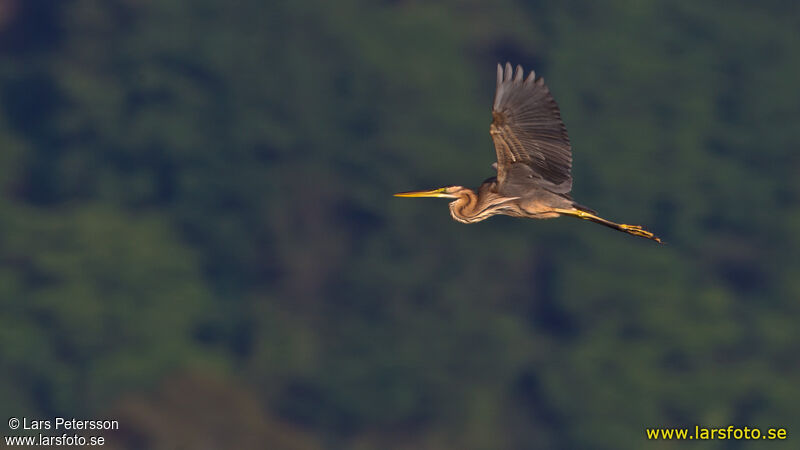 Purple Heron