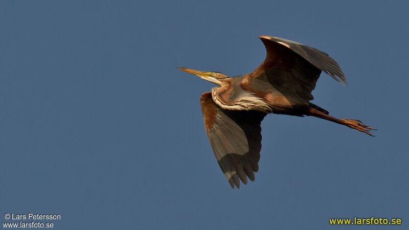 Purple Heron