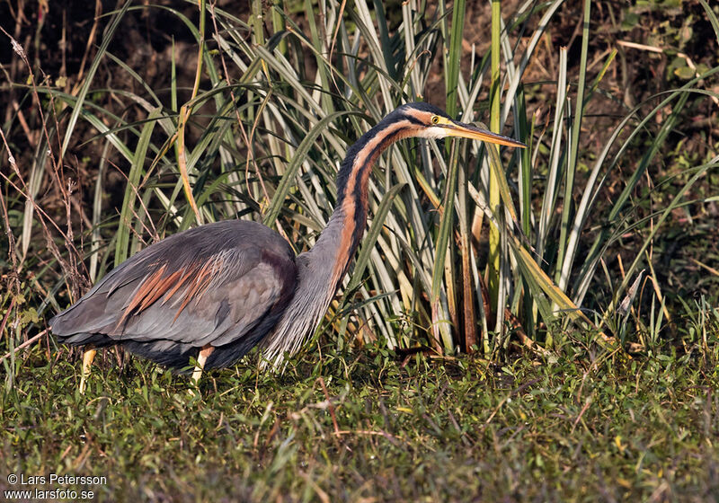 Purple Heron