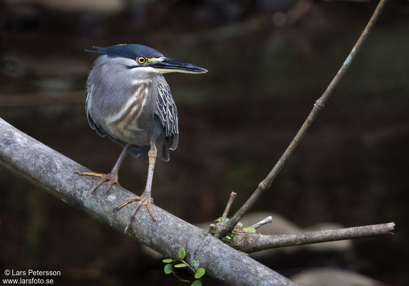 Striated Heron