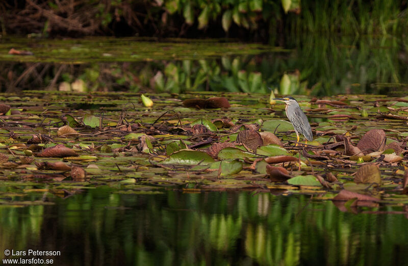 Striated Heron