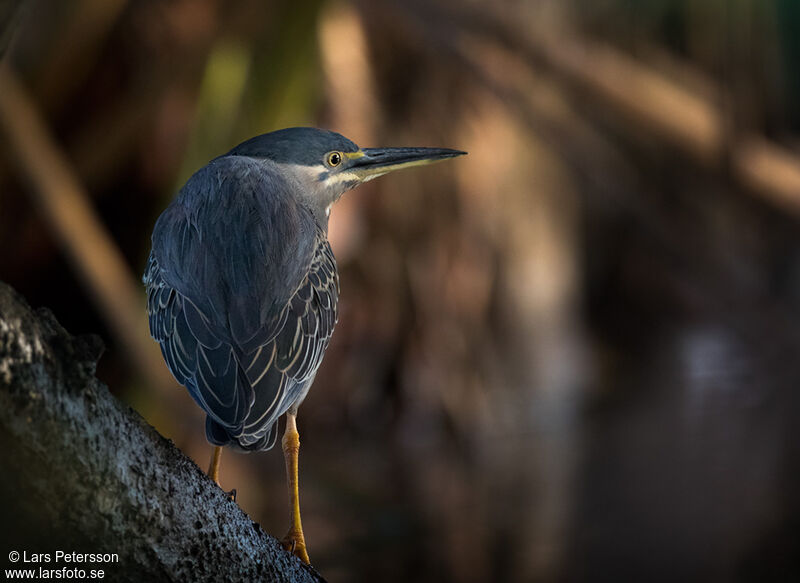 Striated Heron