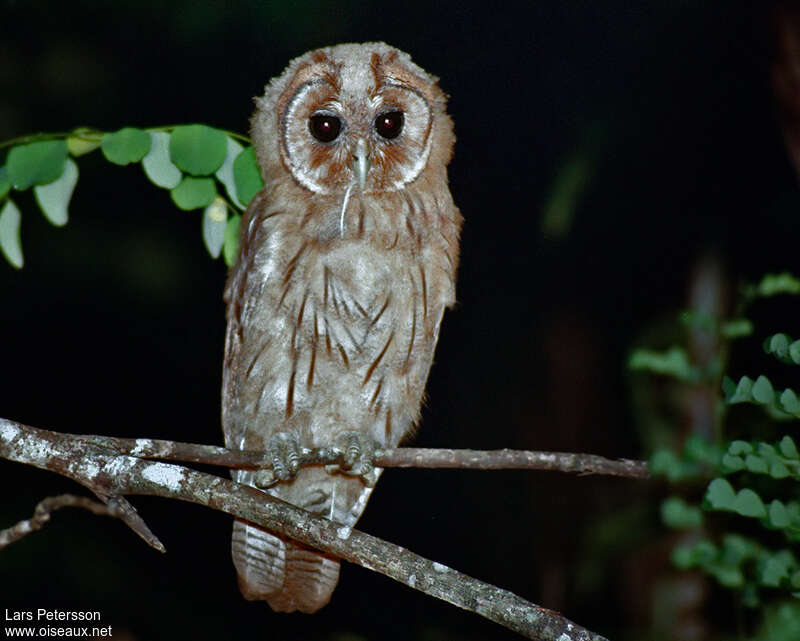 Hibou de la Jamaïque