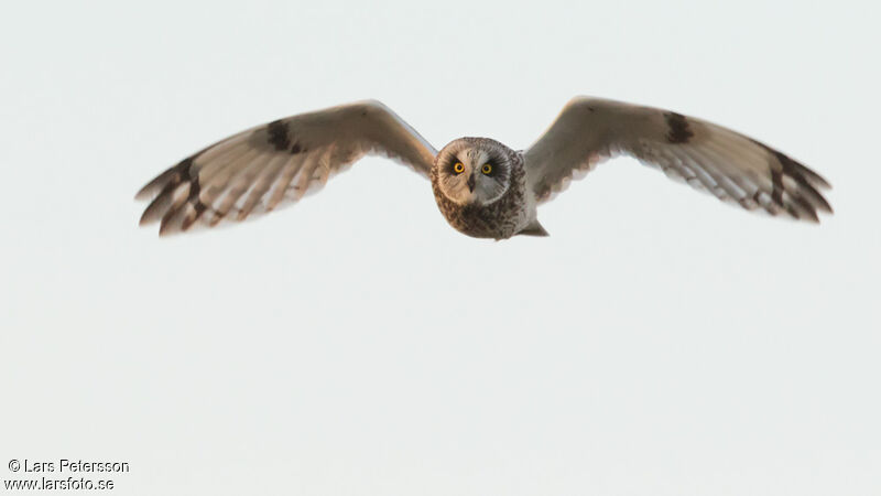 Hibou des marais