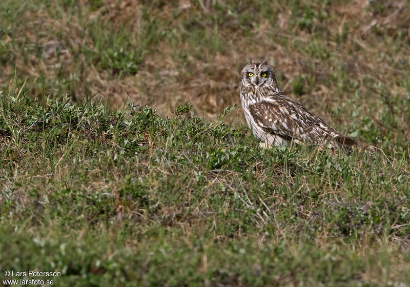 Hibou des marais