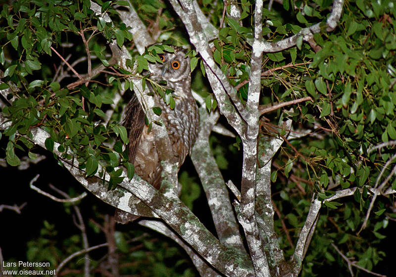 Hibou maître-boisadulte, identification