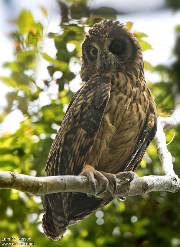 Fearful Owladult, identification