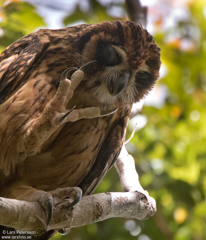 Fearful Owl