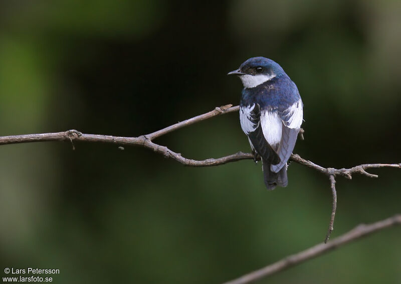 White-winged Swallow