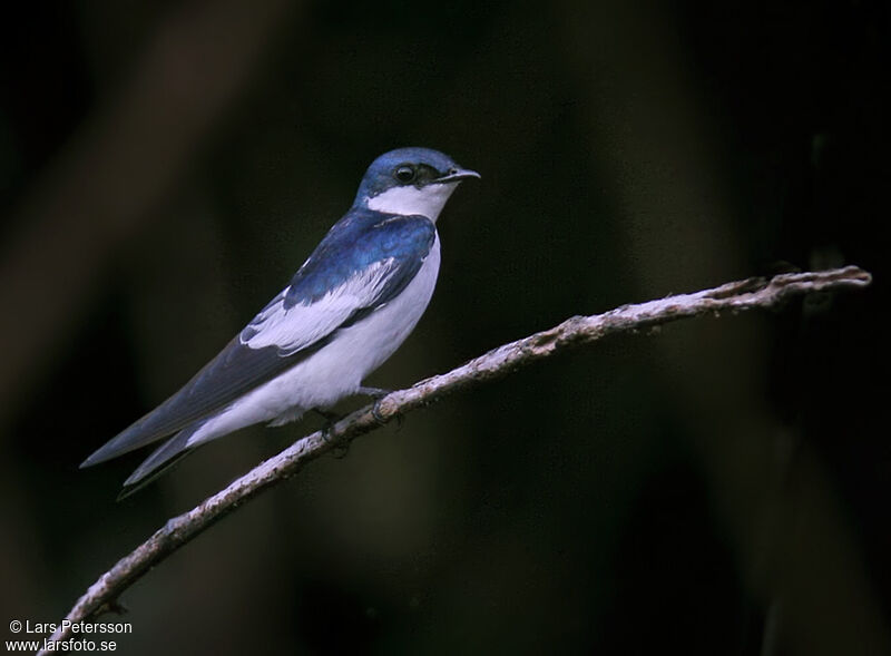 Hirondelle à ailes blanches