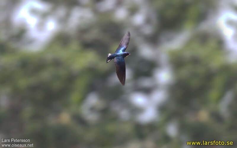 White-bibbed Swallowadult, pigmentation, Flight