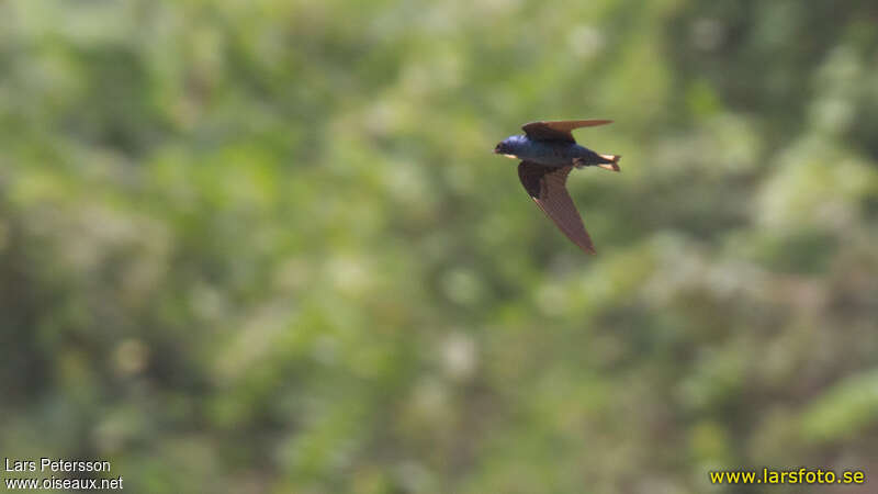 White-bibbed Swallow, pigmentation, Flight