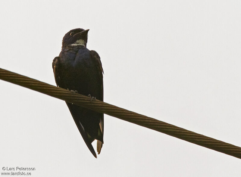 White-bibbed Swallow