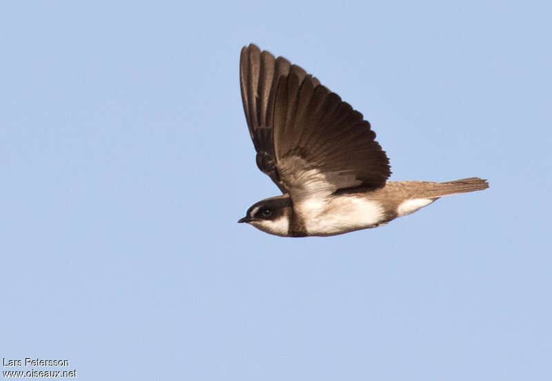 Banded Martinadult, Flight