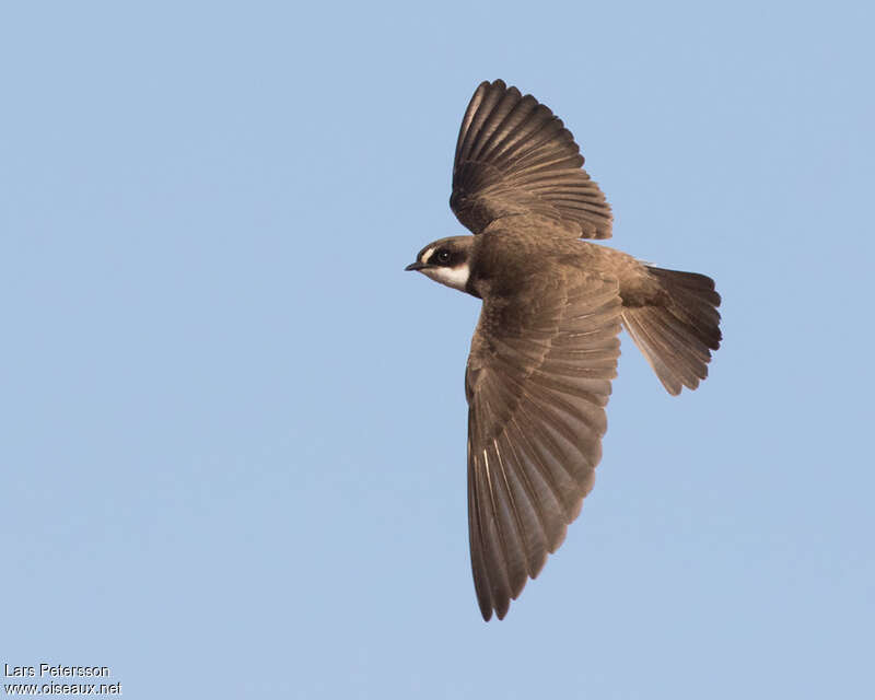 Hirondelle à collieradulte, Vol