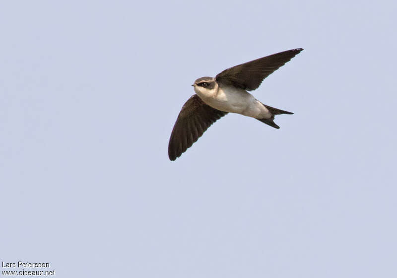 Grey-rumped Swallowadult