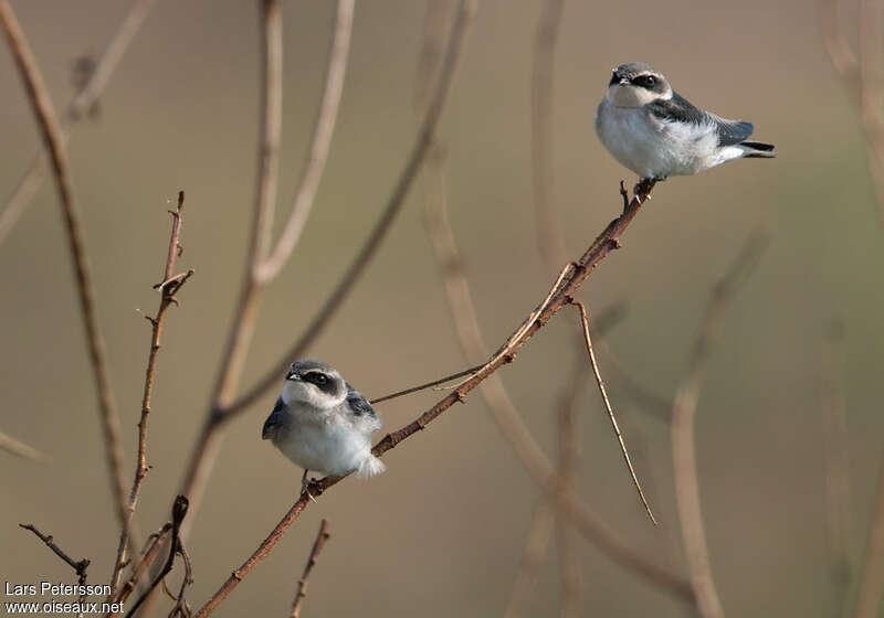 Hirondelle à croupion grisadulte, portrait