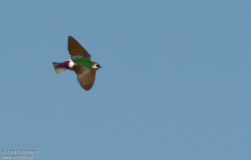 Violet-green Swallow