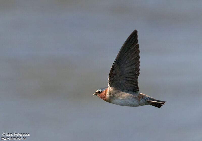 Hirondelle à front blanc