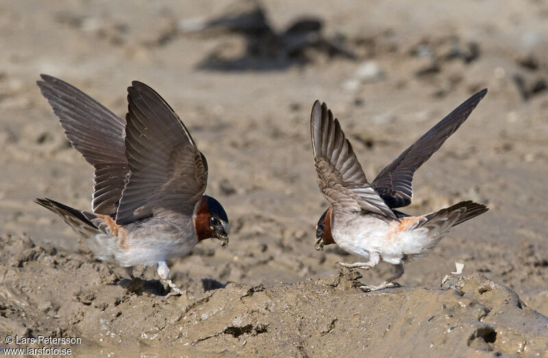 American Cliff Swallow