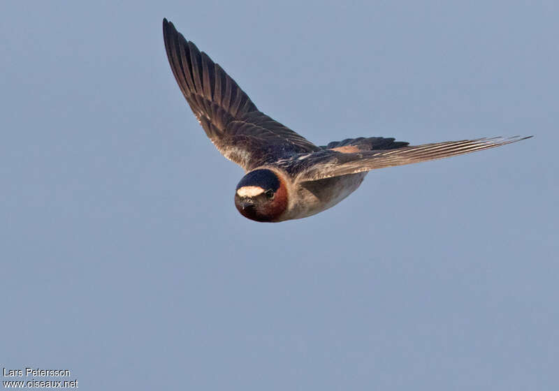 Hirondelle à front blanc, Vol