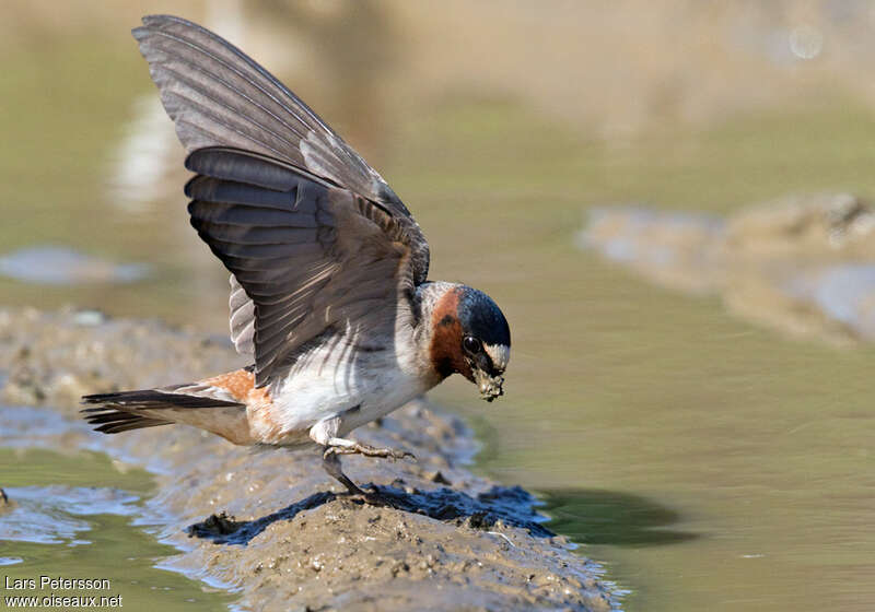 Hirondelle à front blancadulte, composition, pigmentation, Comportement