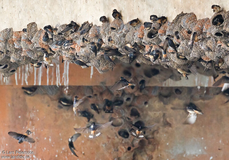 Red-throated Cliff Swallow