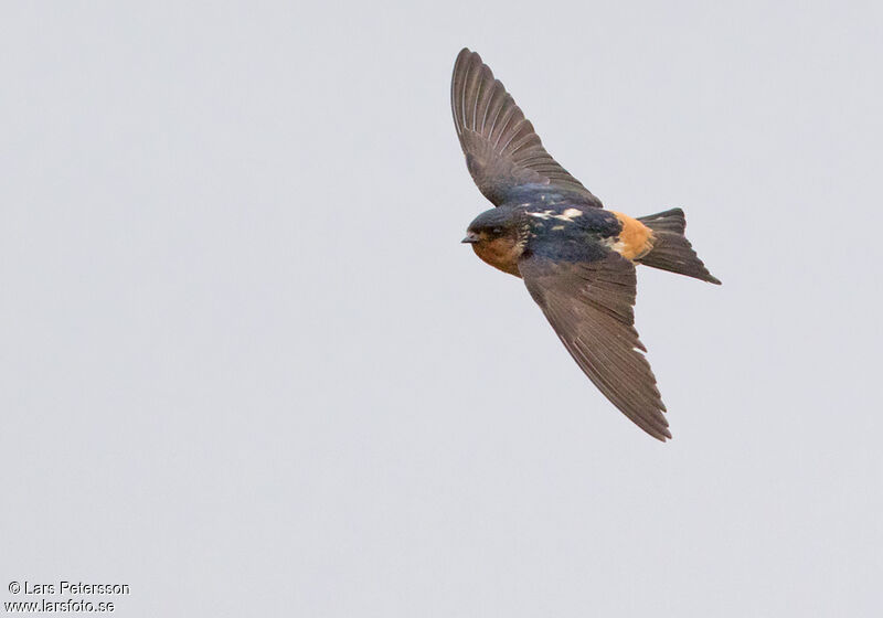 Hirondelle à gorge fauve