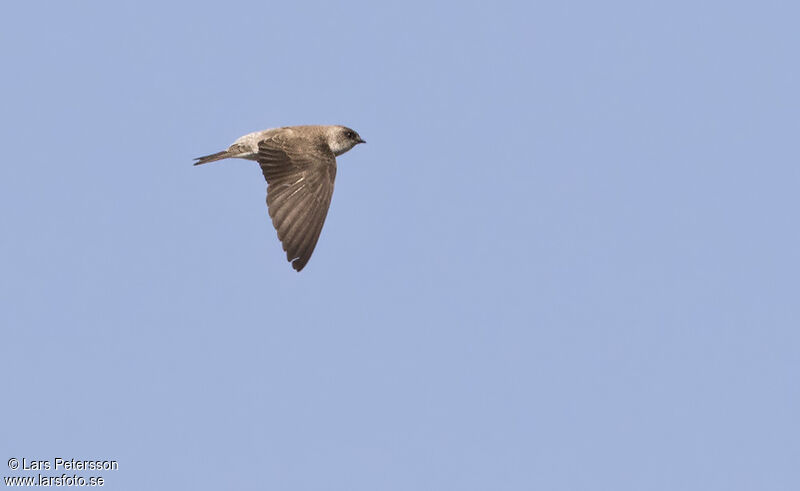 Grey-throated Martin