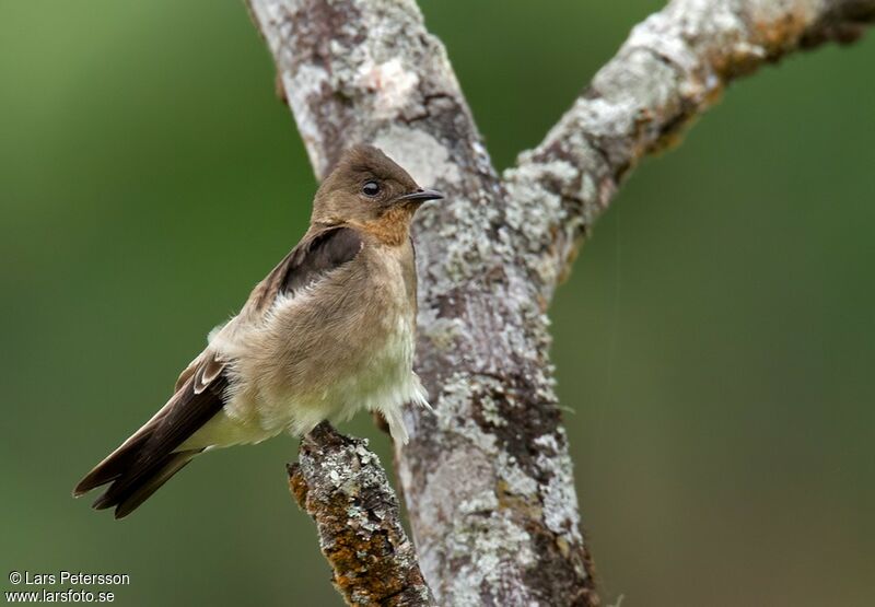 Southern Rough-winged Swallow