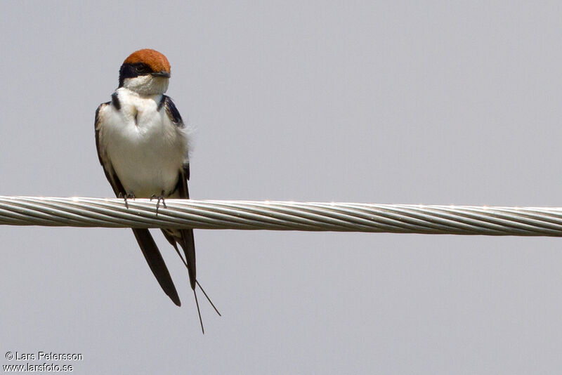 Hirondelle à longs brins